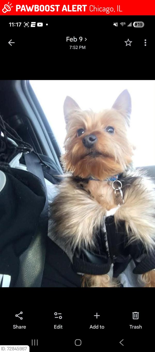 Lost Male Dog last seen 90th yates, Chicago, IL 60617