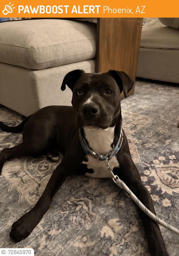 Found/Stray Female Dog last seen Cave creek and Beardsley rd , Phoenix, AZ 85024
