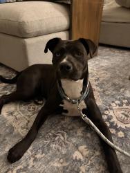 Found/Stray Female Dog last seen Cave creek and Beardsley rd , Phoenix, AZ 85024