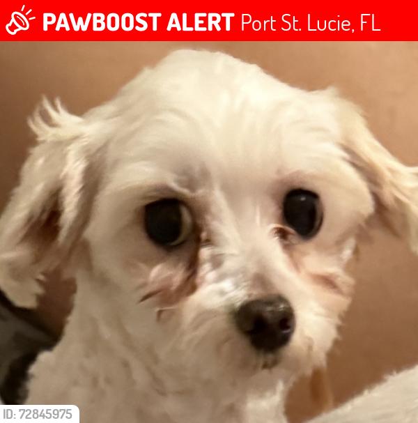 Lost Female Dog last seen Near NW Conover St, Port St. Lucie, FL 34983