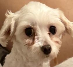 Lost Female Dog last seen Near NW Conover St, Port St. Lucie, FL 34983