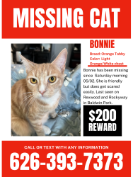 Lost Female Cat last seen Rockyway Ave, Baldwin Park, CA 91706