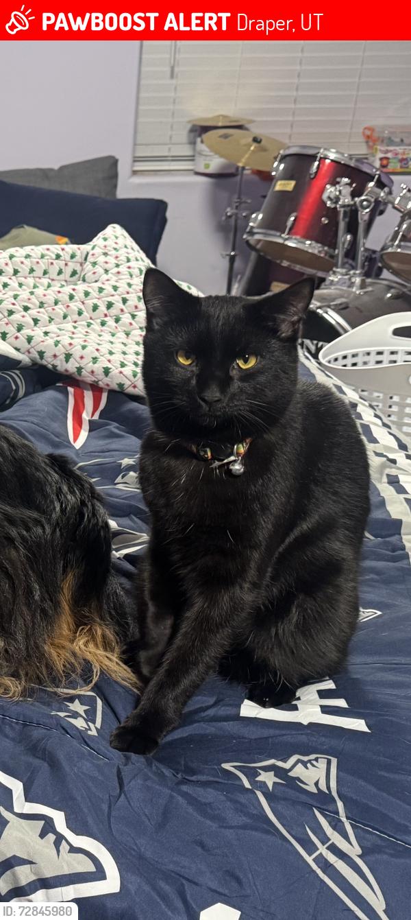 Lost Male Cat last seen Near S 500 E Dr, Ut, Draper, UT 84020
