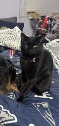 Lost Male Cat last seen Near S 500 E Dr, Ut , Draper, UT 84020