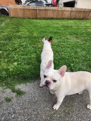 Lost Male Dog last seen Cemetery rd, Hilliard, OH 43026