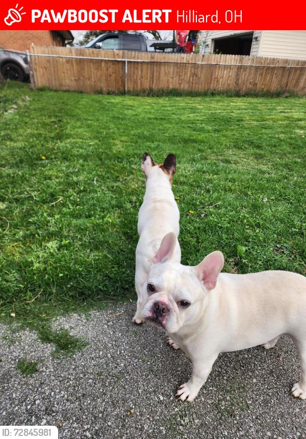 Lost Male Dog last seen Cemetery rd, Hilliard, OH 43026