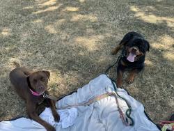 Lost Male Dog last seen 104th and Ellis St, Portland, OR 97266