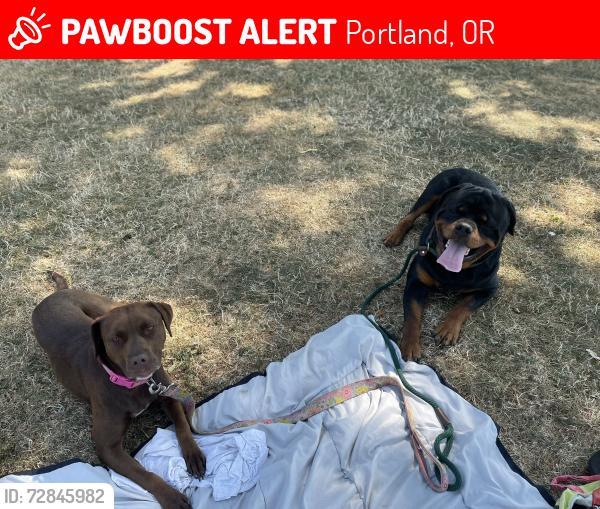 Lost Male Dog last seen 104th and Ellis St, Portland, OR 97266