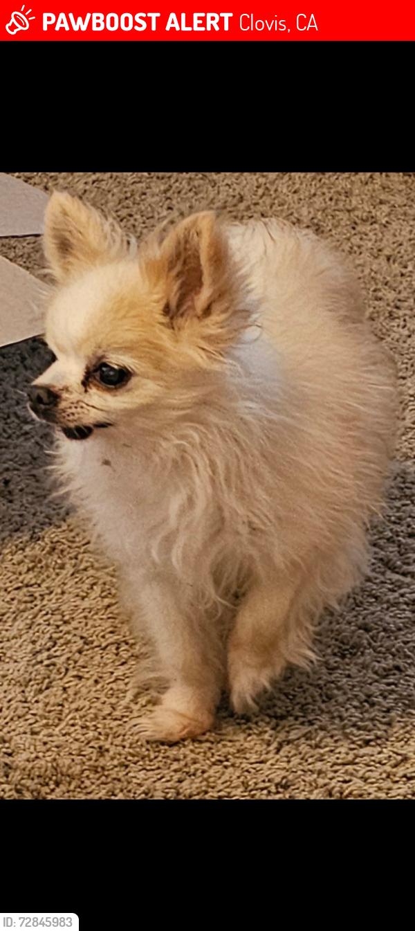 Lost Male Dog last seen Willow/Spruce, Clovis, CA 93611