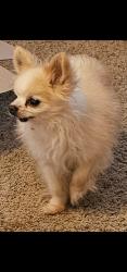 Lost Male Dog last seen Willow/Spruce, Clovis, CA 93611