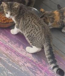 Lost Male Cat last seen E 123rd St and Kinsman Area , Cleveland, OH 44120