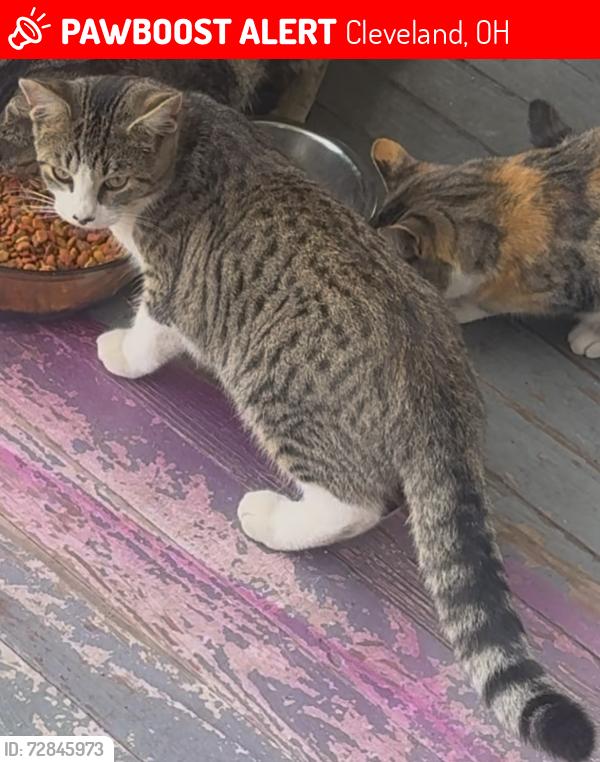 Lost Male Cat last seen E 123rd St and Kinsman Area , Cleveland, OH 44120