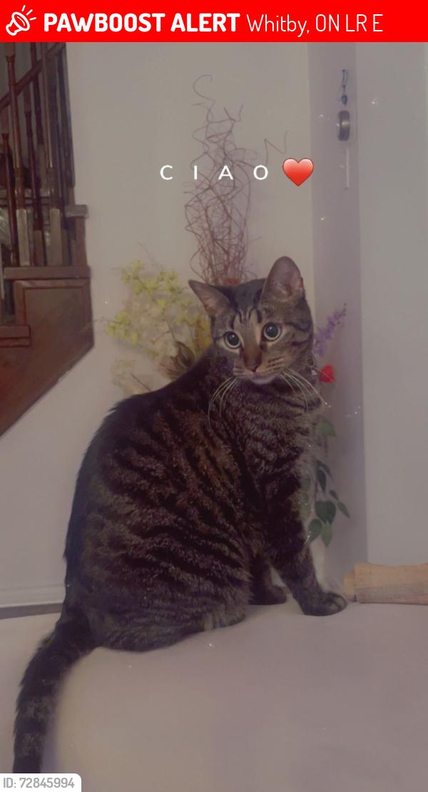 Lost Male Cat last seen Near Haverhill Crescent , Whitby, ON L1R 3E8
