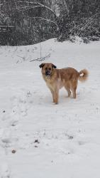 Lost Female Dog last seen Heritage golf links on Britt road, Tucker, GA 30084