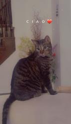 Lost Male Cat last seen Near Haverhill Crescent , Whitby, ON L1R 3E8
