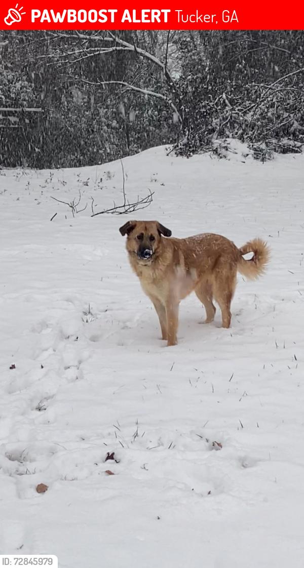 Lost Female Dog last seen Heritage golf links on Britt road, Tucker, GA 30084