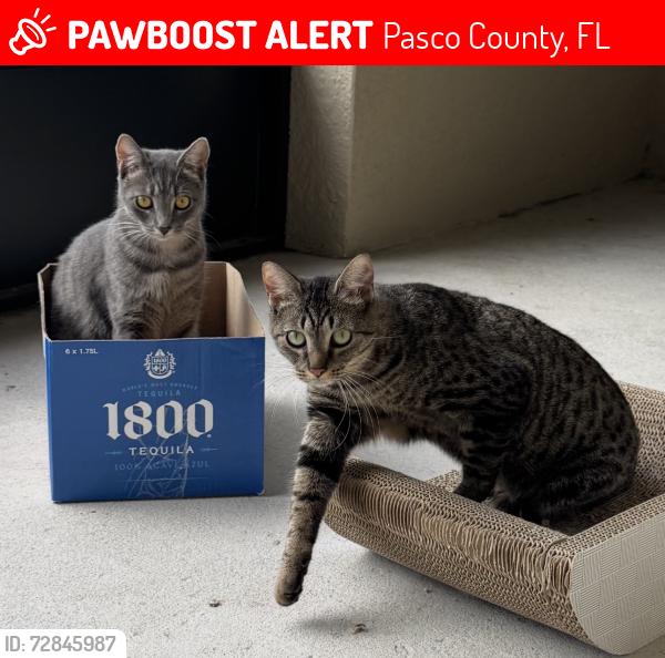 Lost Female Cat last seen Wishing cloud road land o lakes fl 34638, Pasco County, FL 34638