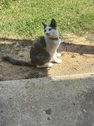 Lost Female Cat last seen Hueytown, Hueytown, AL 35023