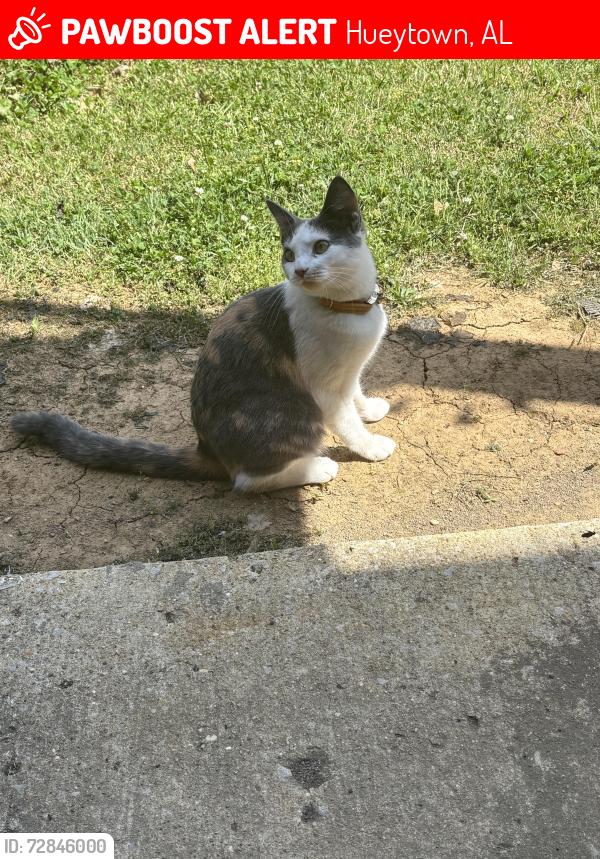 Lost Female Cat last seen Hueytown, Hueytown, AL 35023