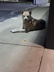 Found/Stray Male Dog last seen Holman, Stockton, CA 95210