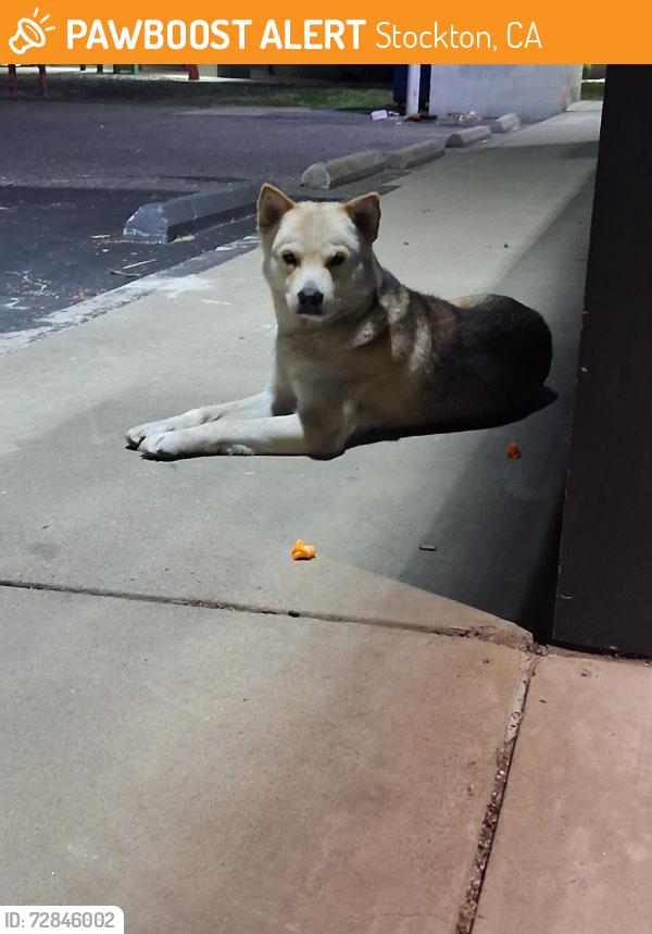 Found/Stray Male Dog last seen Holman, Stockton, CA 95210