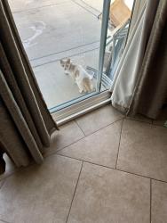 Found/Stray Female Cat last seen Binday, San Diego, CA 92154
