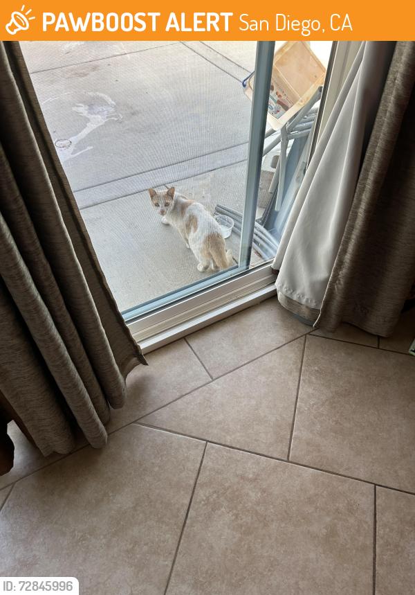 Found/Stray Female Cat last seen Binday, San Diego, CA 92154