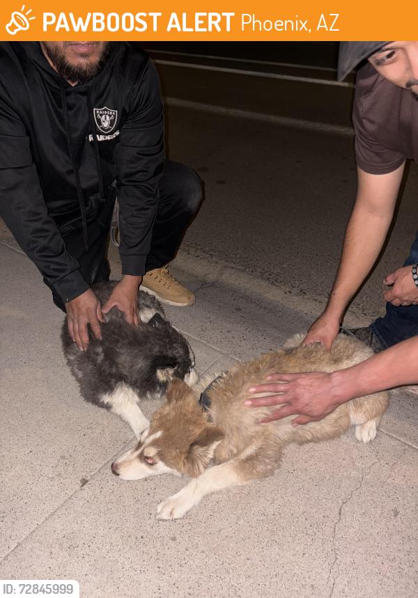Found/Stray Unknown Dog last seen 55th and Indian school , Phoenix, AZ 85031