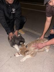 Found/Stray Unknown Dog last seen 55th and Indian school , Phoenix, AZ 85031