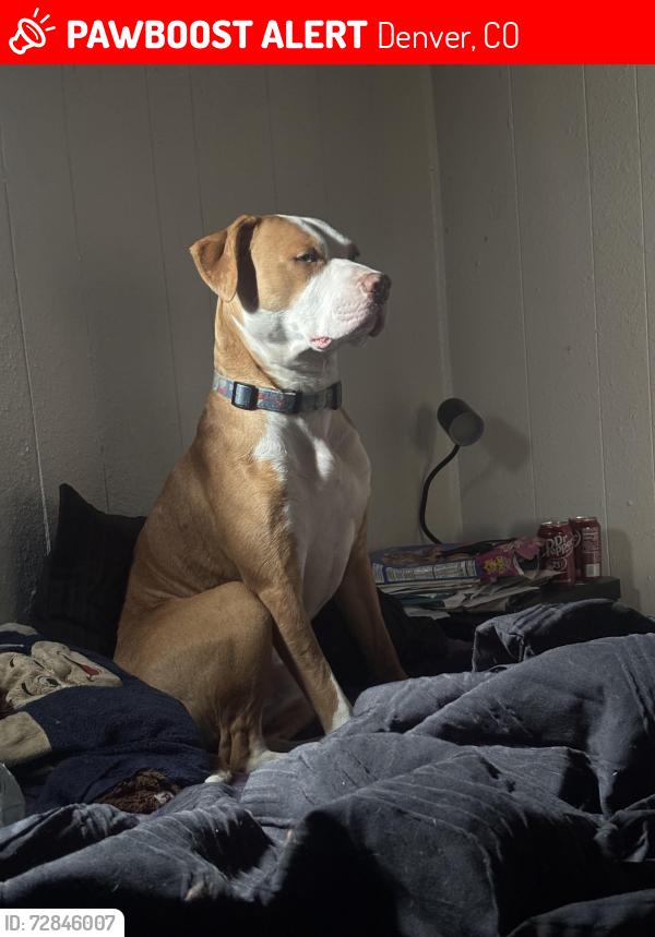 Lost Male Dog last seen Newport Colfax, Denver, CO 80220