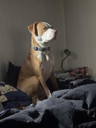 Lost Male Dog last seen Newport Colfax, Denver, CO 80220