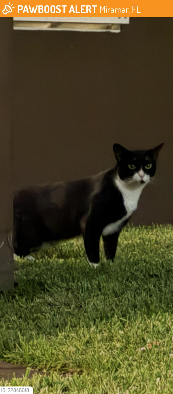 Found/Stray Unknown Cat last seen Monte carlo in monarch lakes, Miramar, FL 33027
