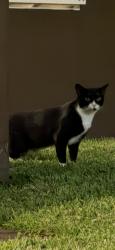 Found/Stray Unknown Cat last seen Monte carlo in monarch lakes, Miramar, FL 33027