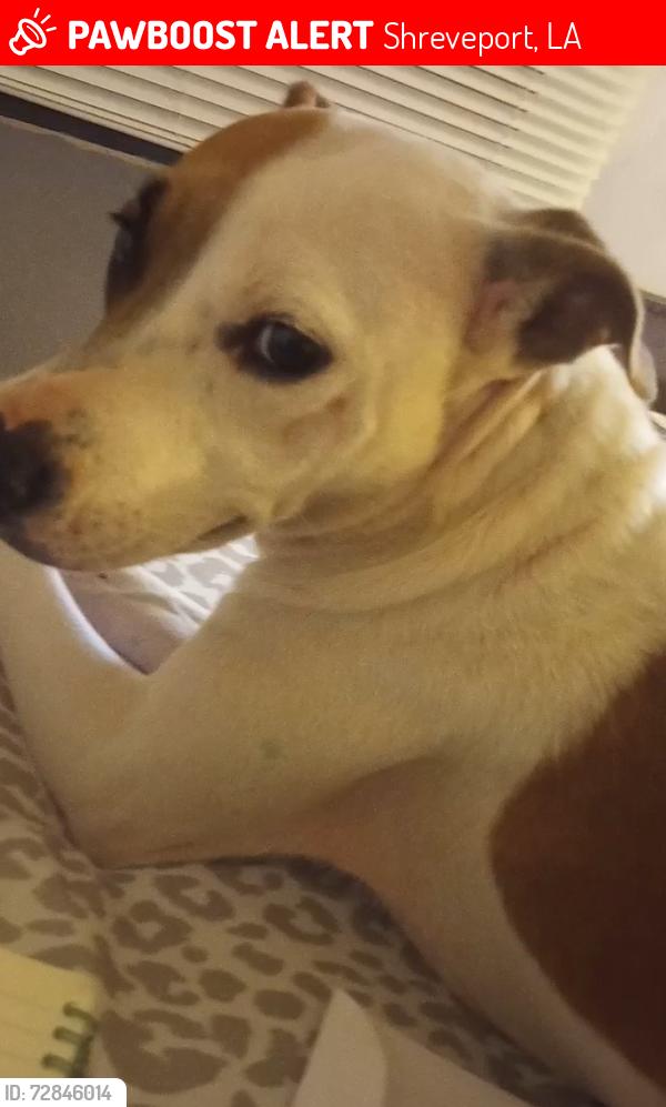 Lost Female Dog last seen Elon St and San Jacinto Ave , Shreveport, LA 71109