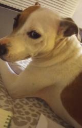 Lost Female Dog last seen Elon St and San Jacinto Ave , Shreveport, LA 71109