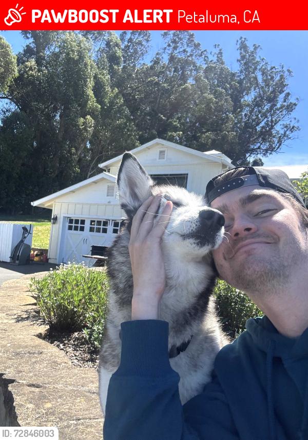 Lost Female Dog last seen Eucalyptus and Middle Two Rock Road, Petaluma, CA 94952