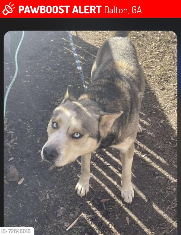 Lost Male Dog last seen last seen around selvidge street , Dalton, GA 30720