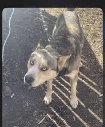 Lost Male Dog last seen last seen around selvidge street , Dalton, GA 30720
