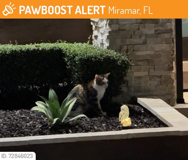 Found/Stray Unknown Cat last seen Monte carlo in monarch lakes, Miramar, FL 33027