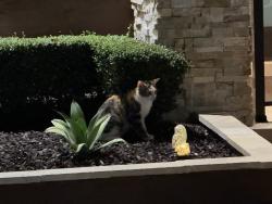 Found/Stray Unknown Cat last seen Monte carlo in monarch lakes, Miramar, FL 33027