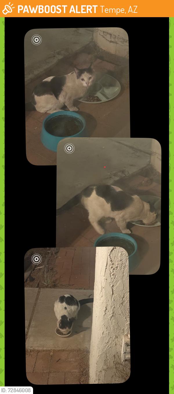 Found/Stray Male Cat last seen Cornell and Westfall, Tempe, AZ 85283