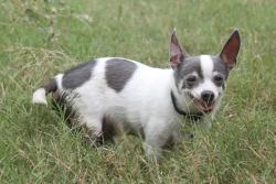 Lost Male Dog last seen Near CR 136 N overton, Texas, Rusk County, TX 75684