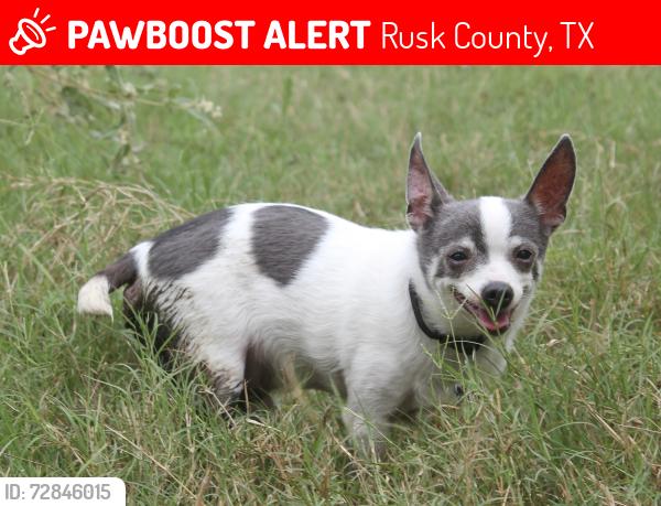 Lost Male Dog last seen Near CR 136 N overton, Texas, Rusk County, TX 75684