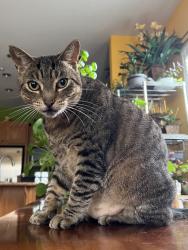 Lost Male Cat last seen Carriage Hills Park, Gilroy, CA 95020