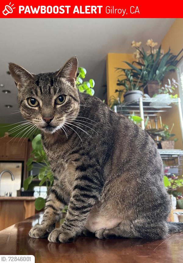 Lost Male Cat last seen Carriage Hills Park, Gilroy, CA 95020