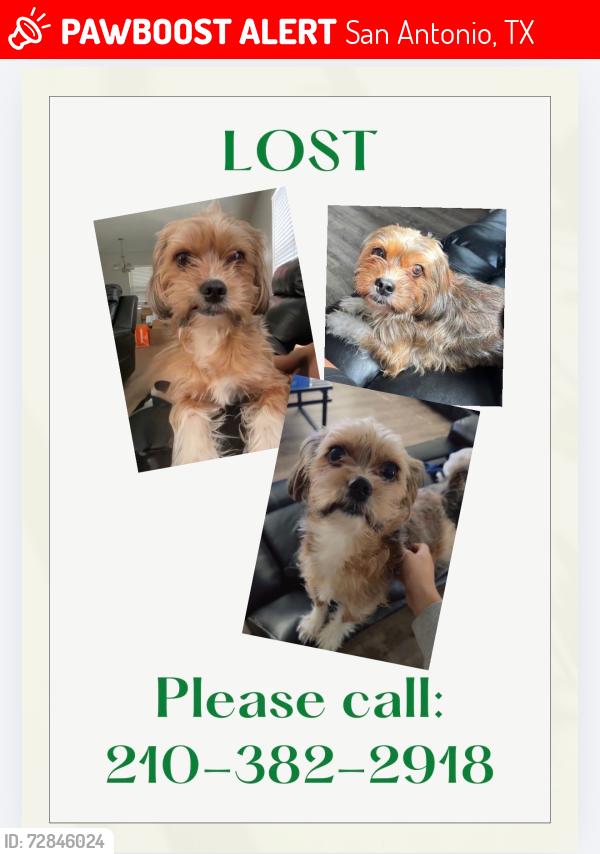 Lost Male Dog last seen Westover hills San Antonio tx 78251, San Antonio, TX 78251
