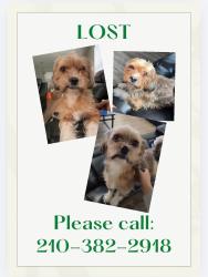 Lost Male Dog last seen Westover hills San Antonio tx 78251, San Antonio, TX 78251