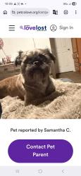 Lost Male Dog last seen East minton st , Phoenix, AZ 85042