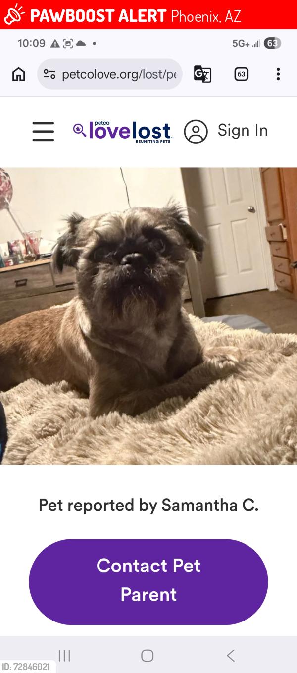 Lost Male Dog last seen East minton st , Phoenix, AZ 85042