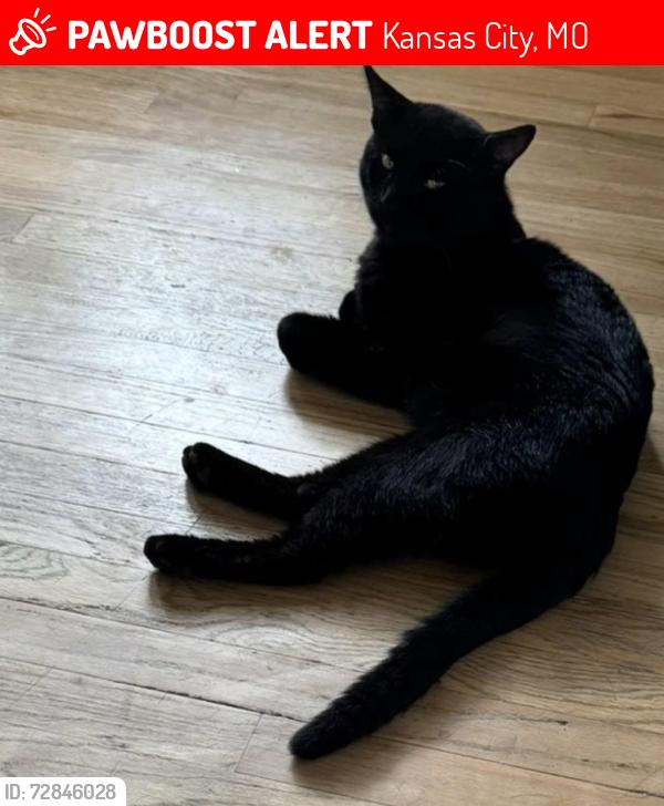 Lost Male Cat last seen Near NW Park Plaza Dr, Kansas City, MO 64151